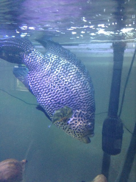 IMG_0702.JPG IMG_0702.JPG