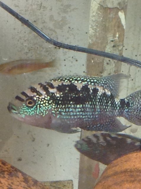 image.jpeg image.jpeg