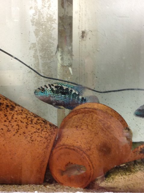 image.jpeg image.jpeg