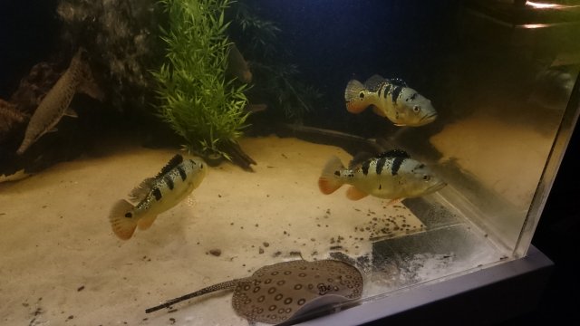 DSC_2015.JPG
