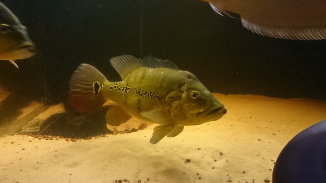 DSC_1992.JPG