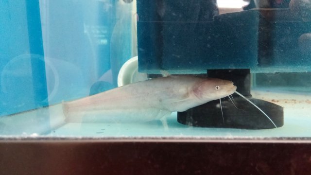 My Wels Catfish (silurus glanis) albino