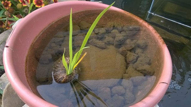 WP_20160718_09_08_14_Pro.jpg
