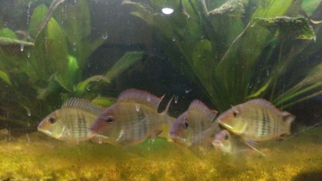 GEOPHAGUS 1.jpg