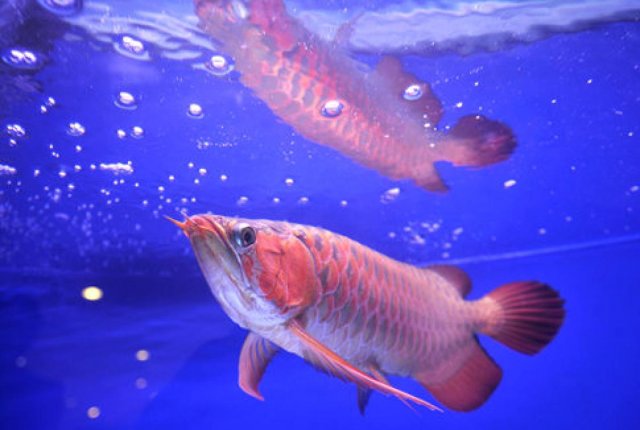 alg-dragon-fish-jpg.jpg alg-dragon-fish-jpg.jpg