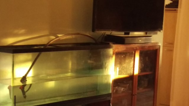 July-26th-2016-55-gallon-aquarium-in-living-room.jpg