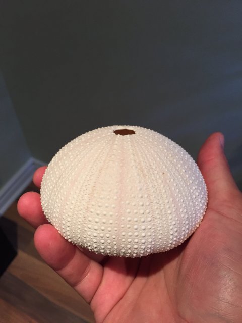image.jpeg