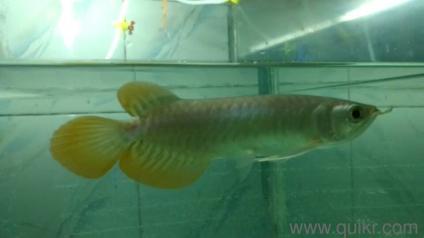 my arowana.jpeg