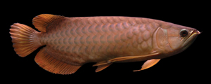 Red Arowana2l.jpg