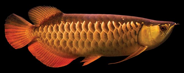 Red Tail Gold Arowana-Small.jpg