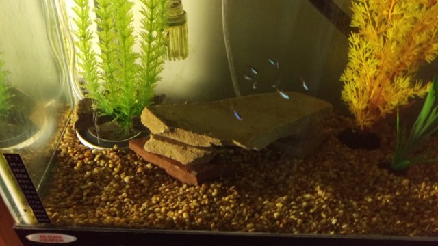 July-27th-2016-55-gallon-tank-setup-in-living-room-Neons.jpg