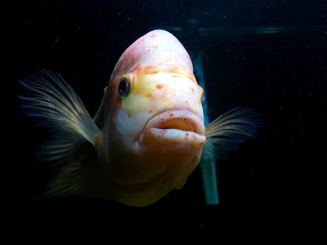 image.jpeg