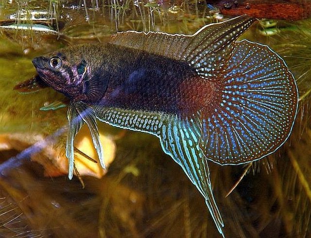 Macropodus-Ocellatus2.jpg
