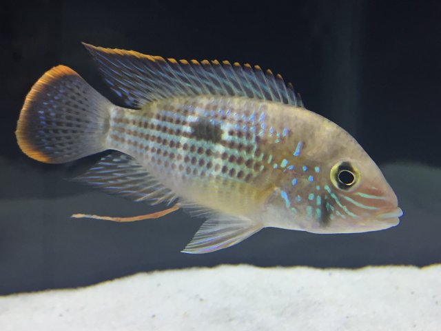 IMG_2074.JPG IMG_2074.JPG