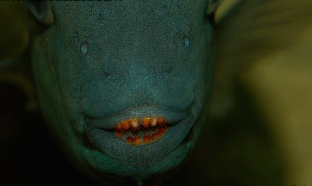 H.nematopus dentition 2.jpg