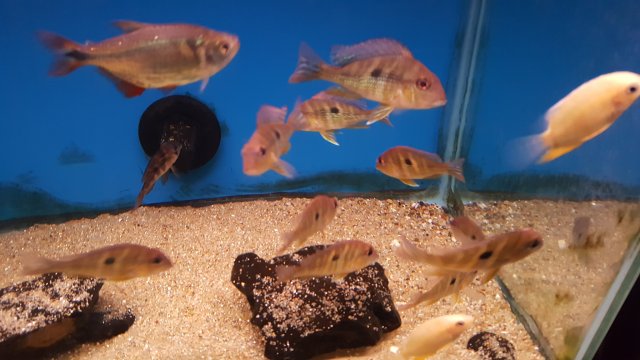 20160731_153322.jpg 20160731_153322.jpg