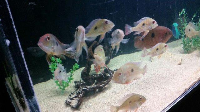 redhead2.jpg redhead2.jpg