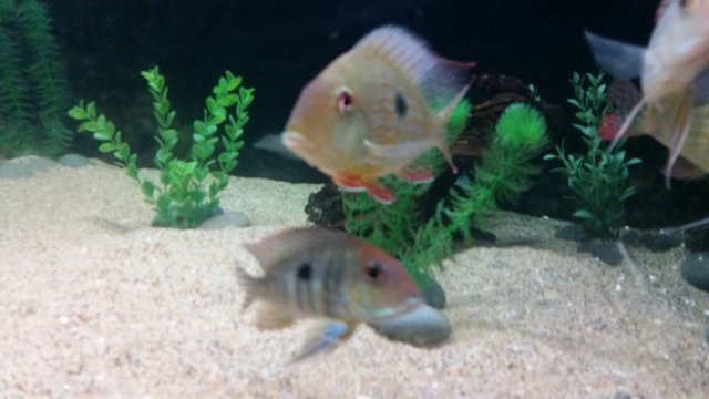 redhead.jpg redhead.jpg