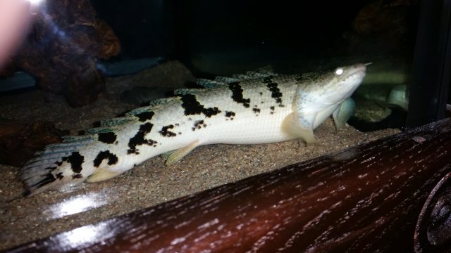 20160805_044309.jpg