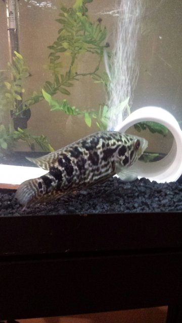 20160806_204537.jpeg 20160806_204537.jpeg