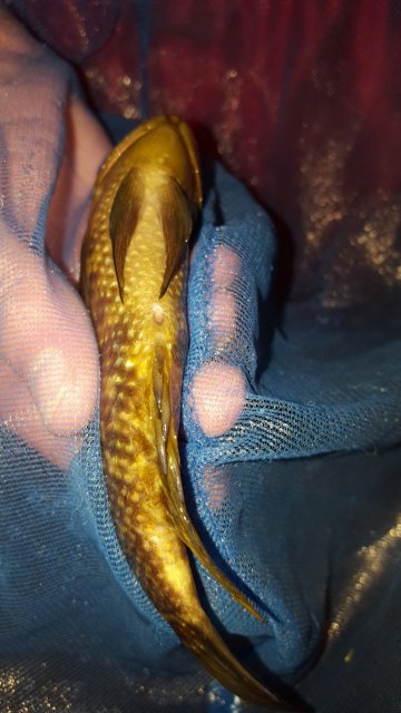 20160806_230526.jpg