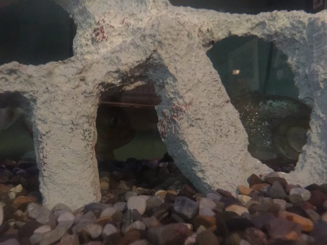 image.jpeg image.jpeg