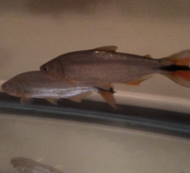 Screenshot_2016-08-09-15-54-01-1.png Screenshot_2016-08-09-15-54-01-1.png