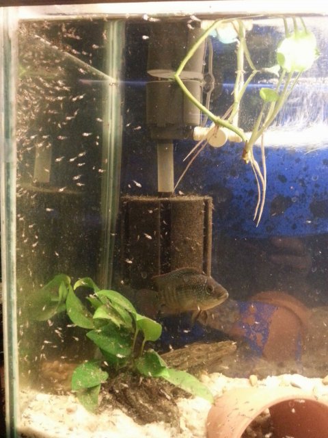 Jack Dempsey fry MonsterFishKeepers