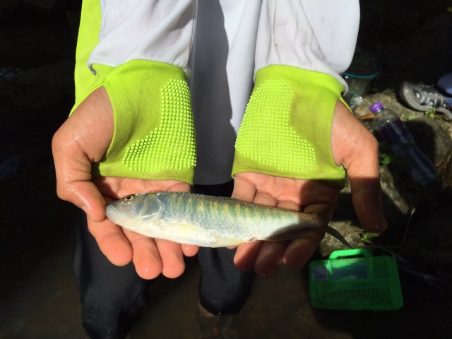 Stream Fish Flyfishing.JPG Stream Fish Flyfishing.JPG