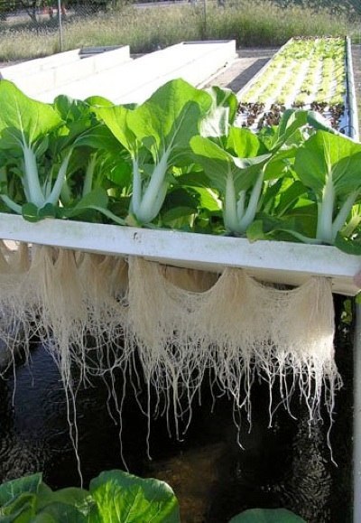 Bok Choy growing in a raft system.jpg