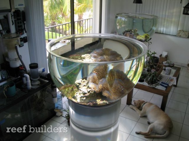 reef-bowl-115-gallons-3.jpg reef-bowl-115-gallons-3.jpg