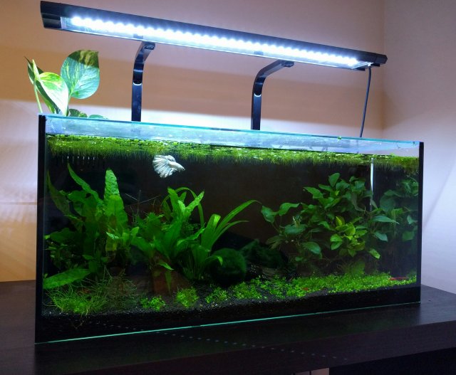 betta tank.jpg