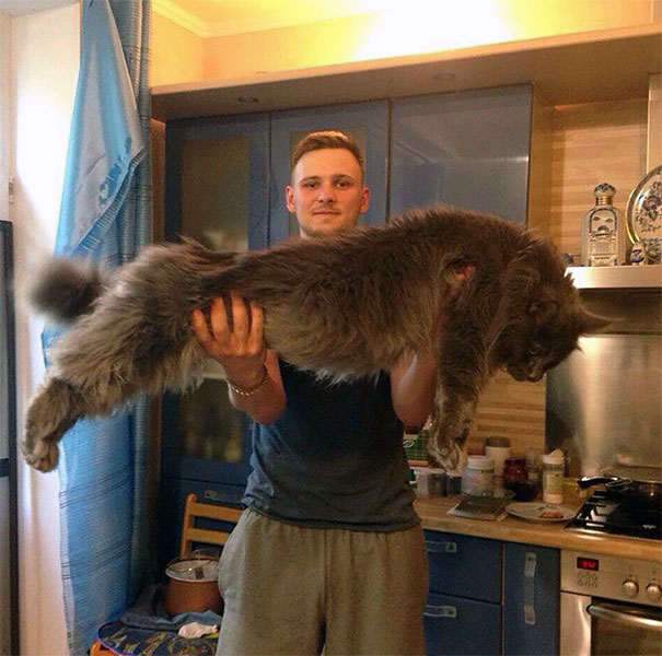 maine-coon-cats-16.jpg