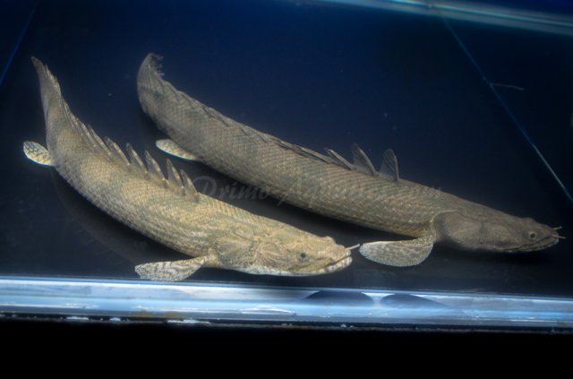 Polypterus-sp-Dabola-1-19.jpg