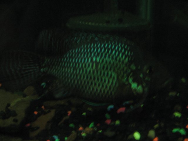 STX_1761.JPG