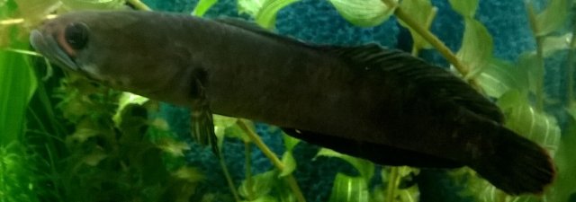 gachua.jpg gachua.jpg