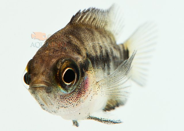 AQA_4090.jpg
