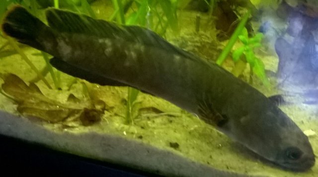 gachua2.jpg gachua2.jpg