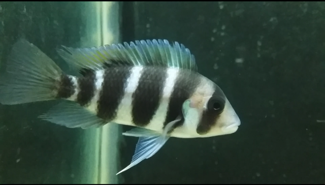 male or female frontosa? help | MonsterFishKeepers.com