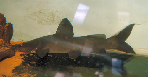 black devil catfish 2.jpg