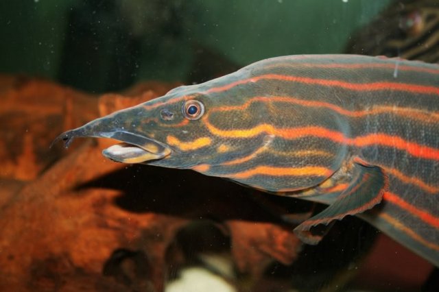 Fire-eel.jpg