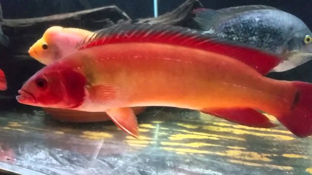 red pike.jpg