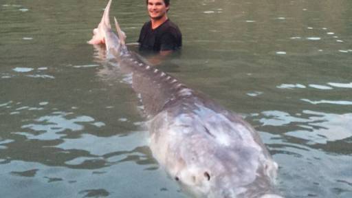 giant-sturgeon.jpg