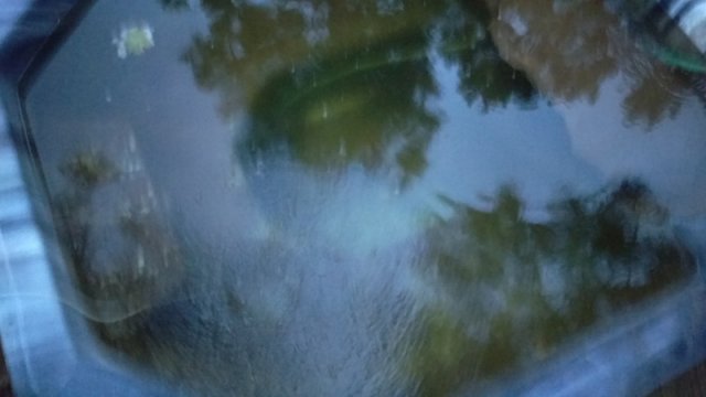 Aug-29th-2016-Koi-pond-morning-after-leak-fix.jpg