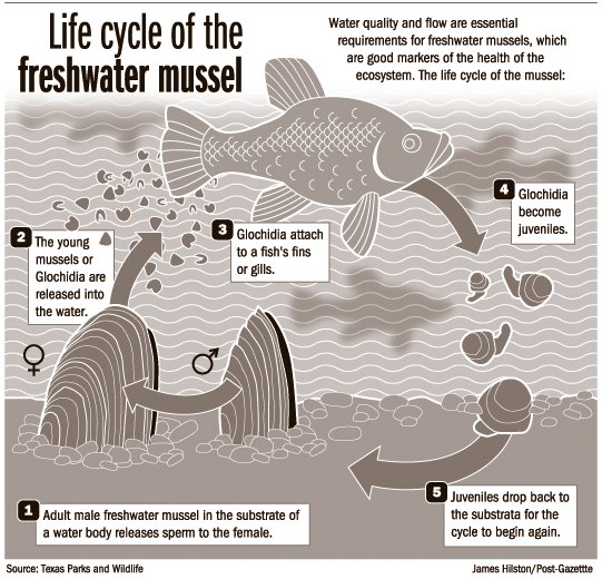 fb73a-20070916mussel_life_cycle.gif