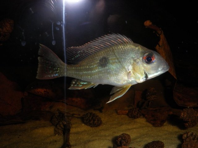 Negro2.jpg Negro2.jpg