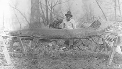 alligator gar record.jpg