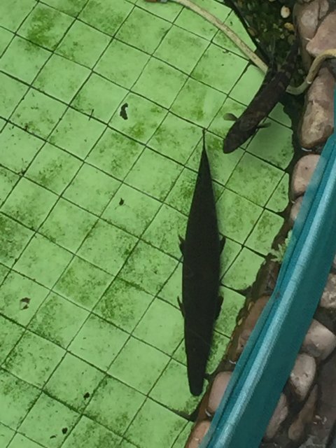 image.jpeg