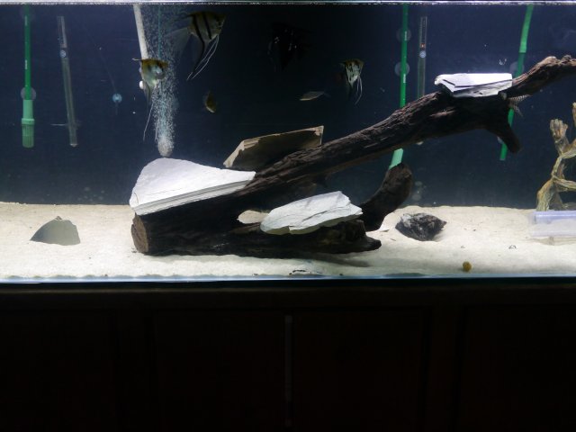 P1040722.JPG