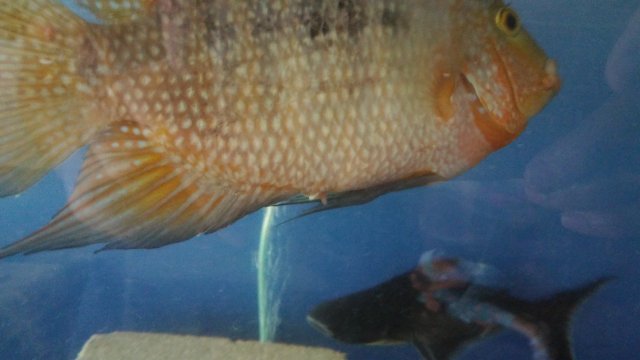 20160908_140856.jpg